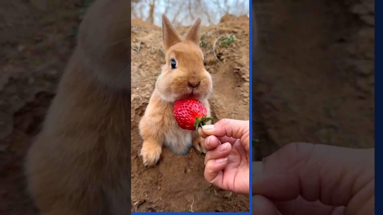 Coelhinho Comendo Morangos #bunny #rabbit