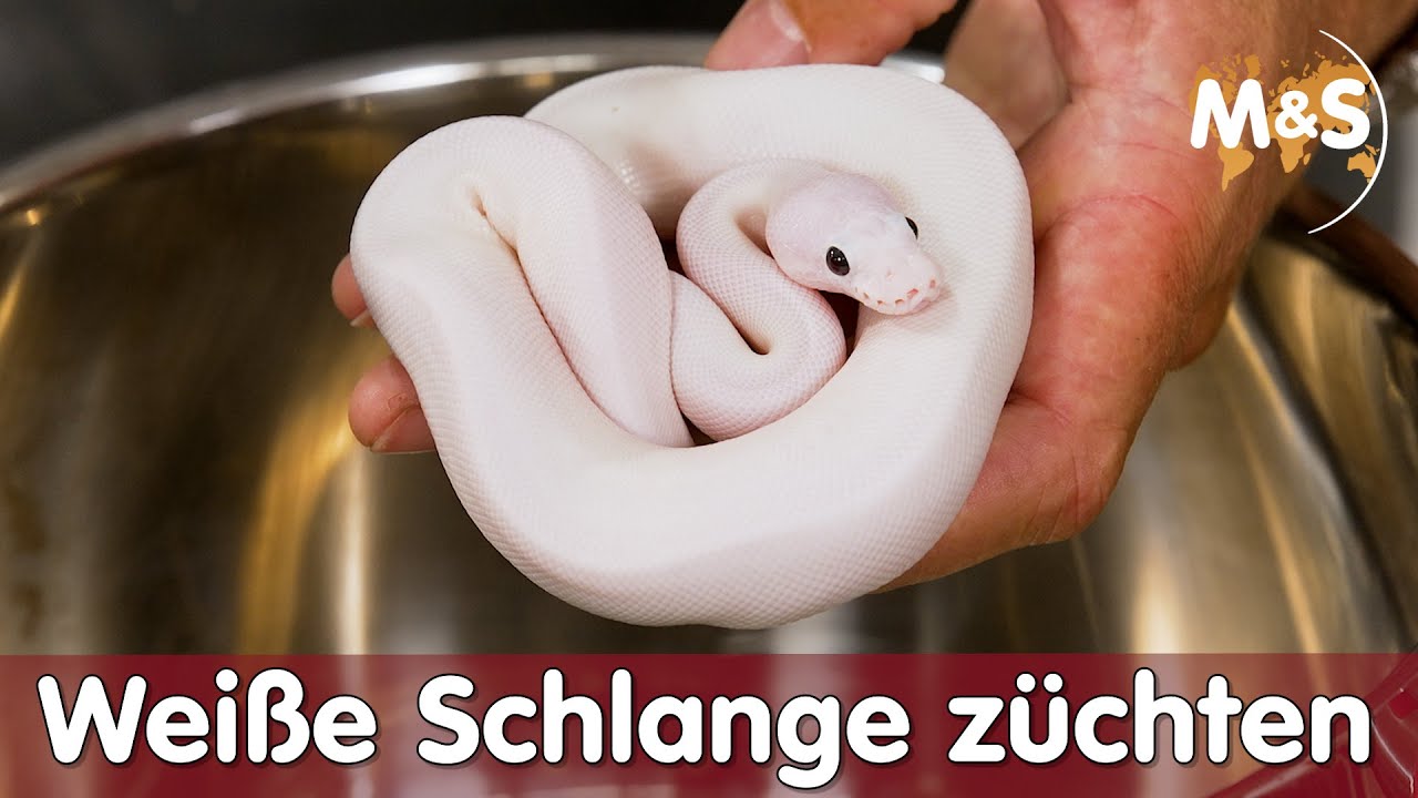 WIE mache ich eine Schlange weiß? | 4 Rezepte | Kochstudio | Reptil TV