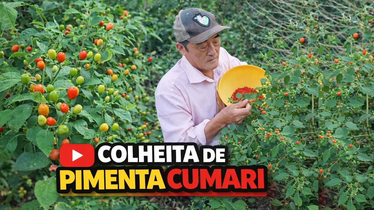 COLHEITA de PIMENTA CUMARI,a MELHOR do BRASIL!🌶️🔥