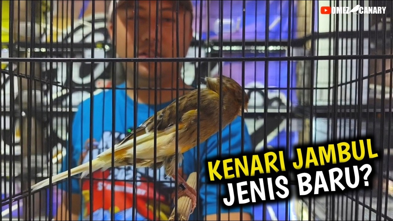 Si JAMBUL MERPATI KENARI MODEL BARU‼️JAMBUL UNIK GENETIK ATAU KEBETULAN❓