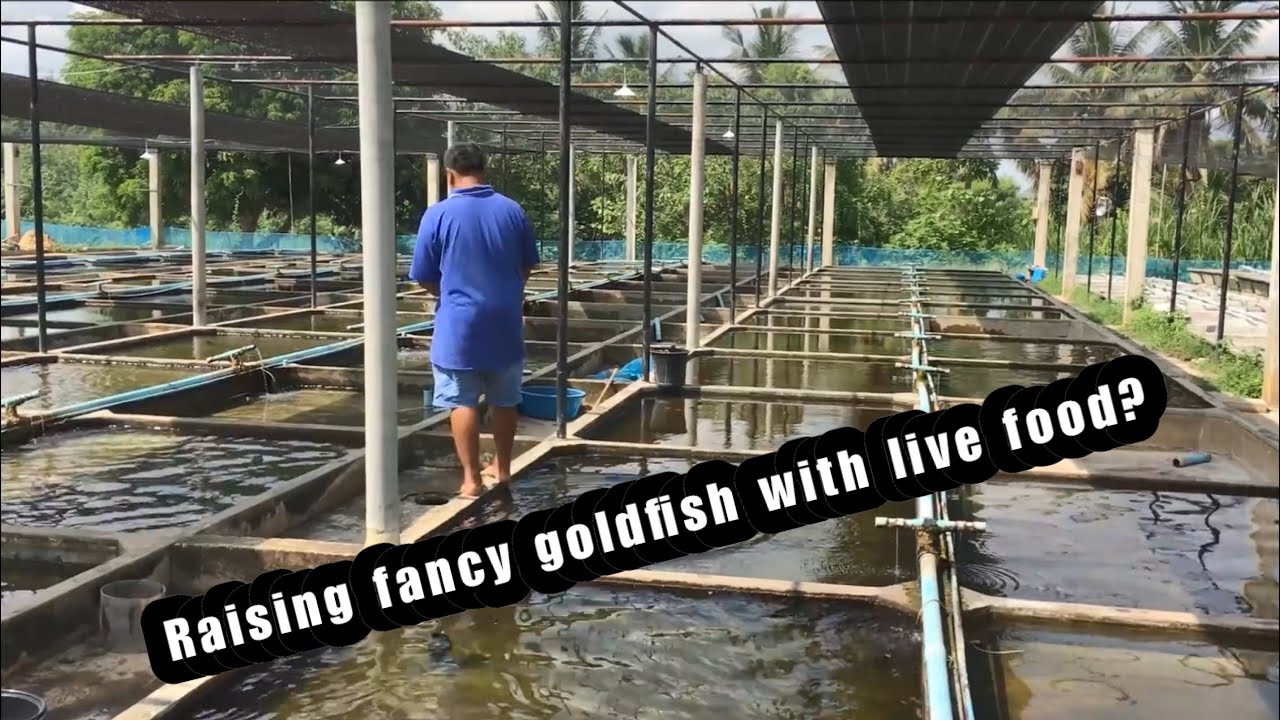 Vietnam fancy goldfish FARM TOUR | Live feeding!