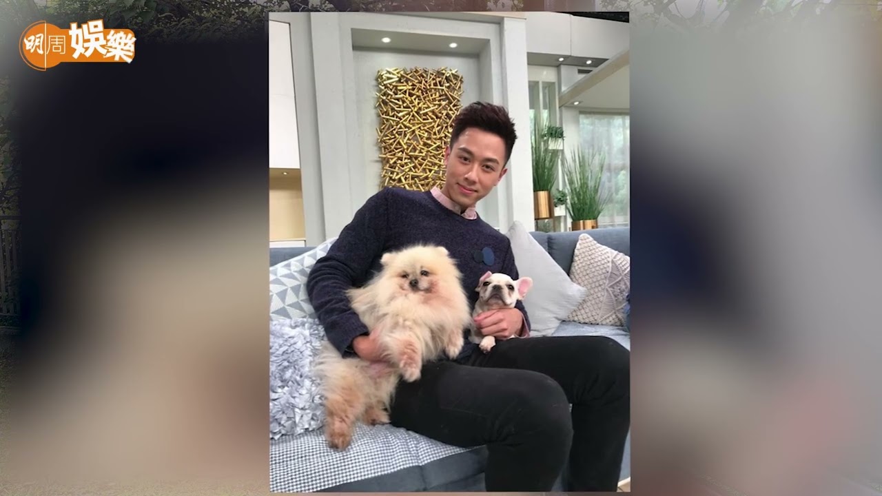 領養身世淒涼法虎貴婦 吳天佑養十五隻愛犬唔覺困難