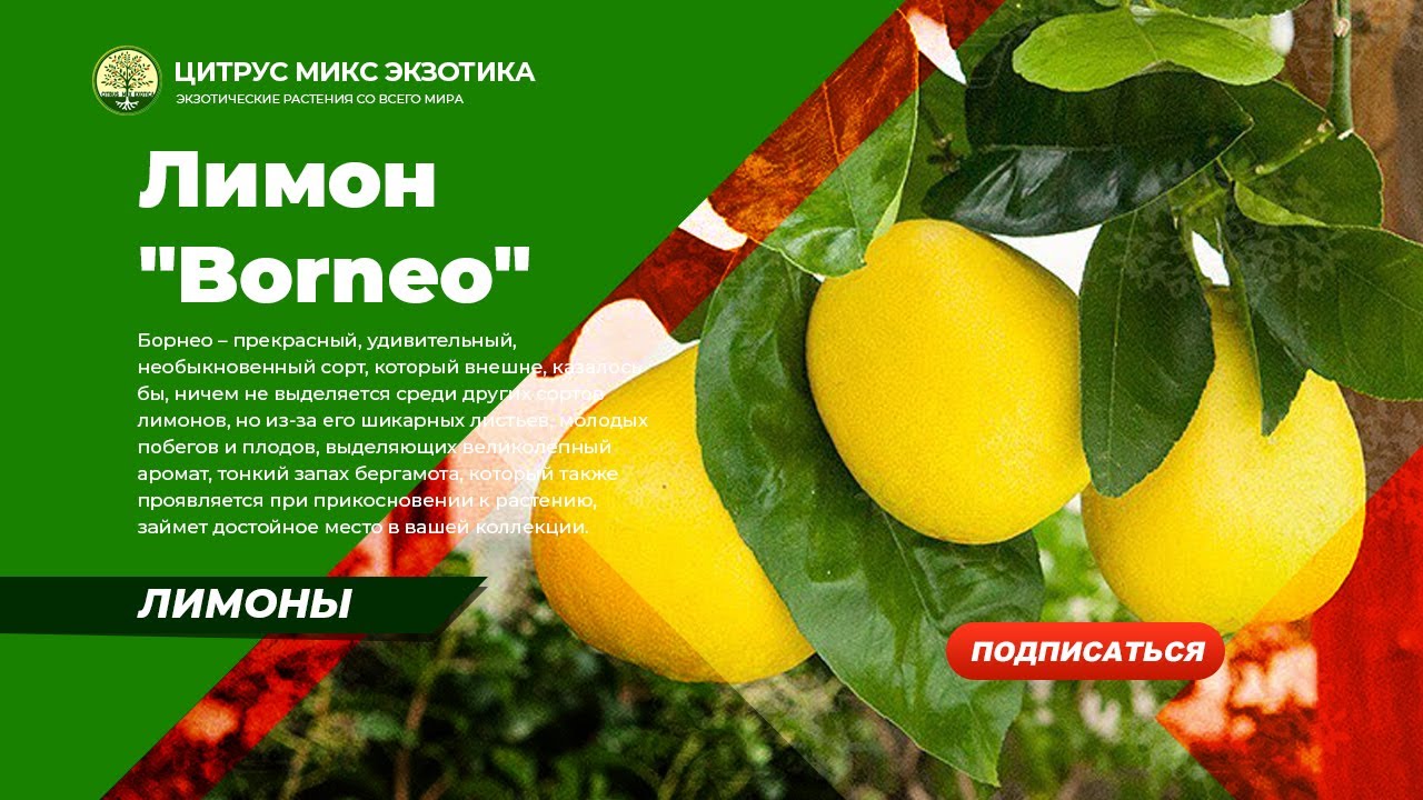 лимон Борнео / 11F C. limon 