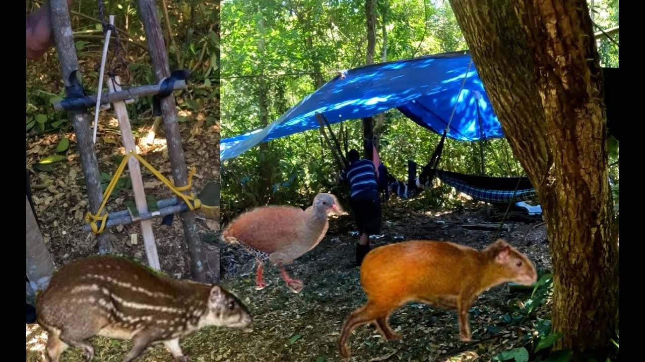 ACAMPADO NO MATO E FAZENDO ARMADILHA PARA PACA, CUTIA E PÁSSAROS