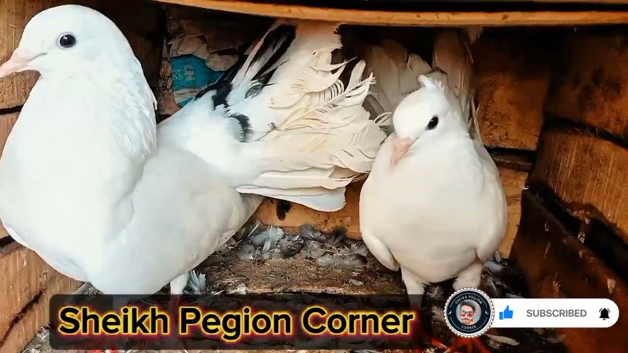fancy pigeon breeds || fancy pigeon video || fancy pigeon in pakistan