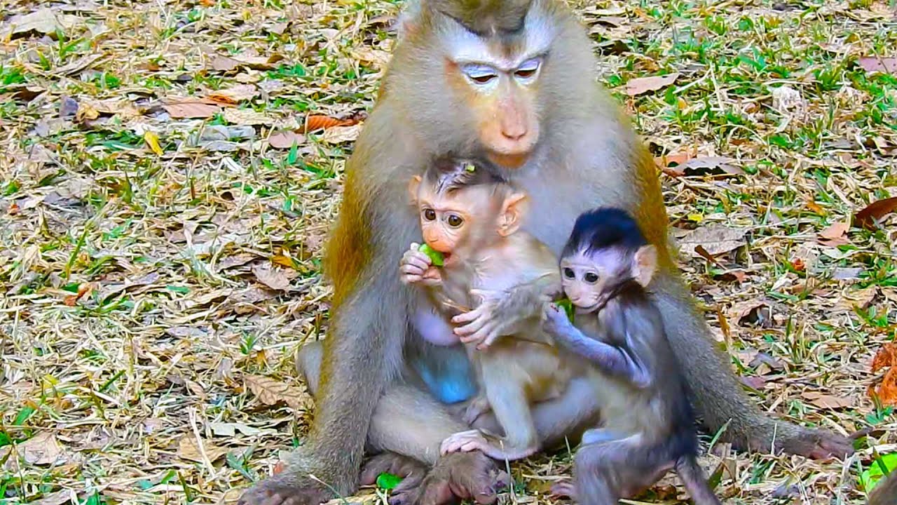Rose Happily Hugs Two Babies in a Peaceful Moment