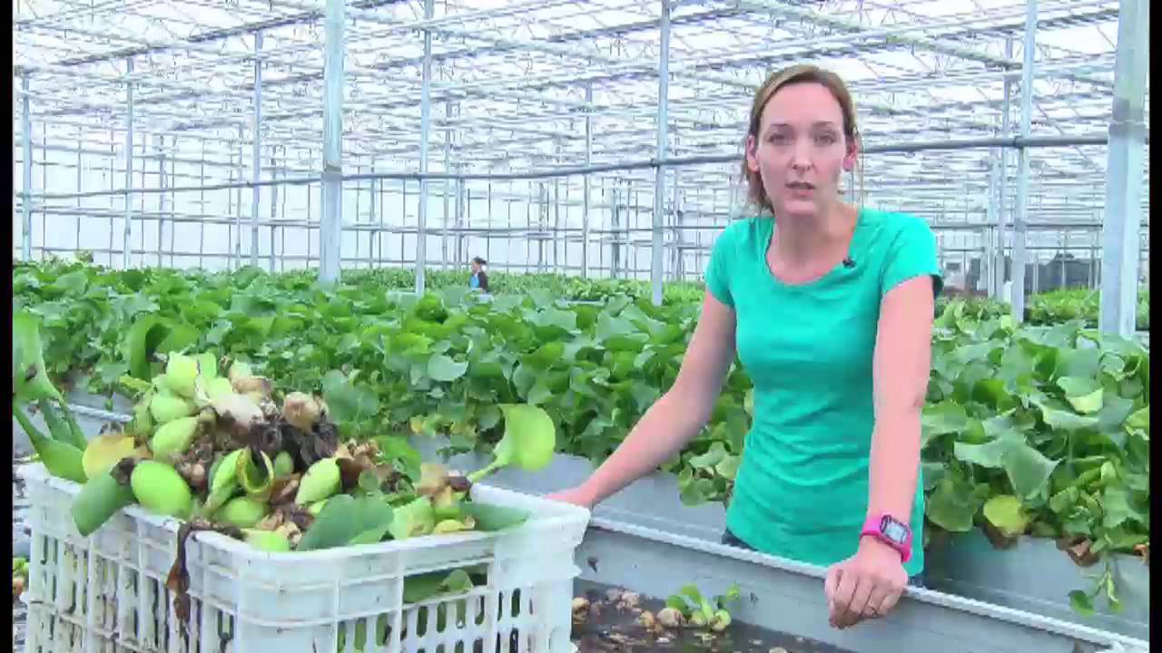 Waterplanten pijnacker