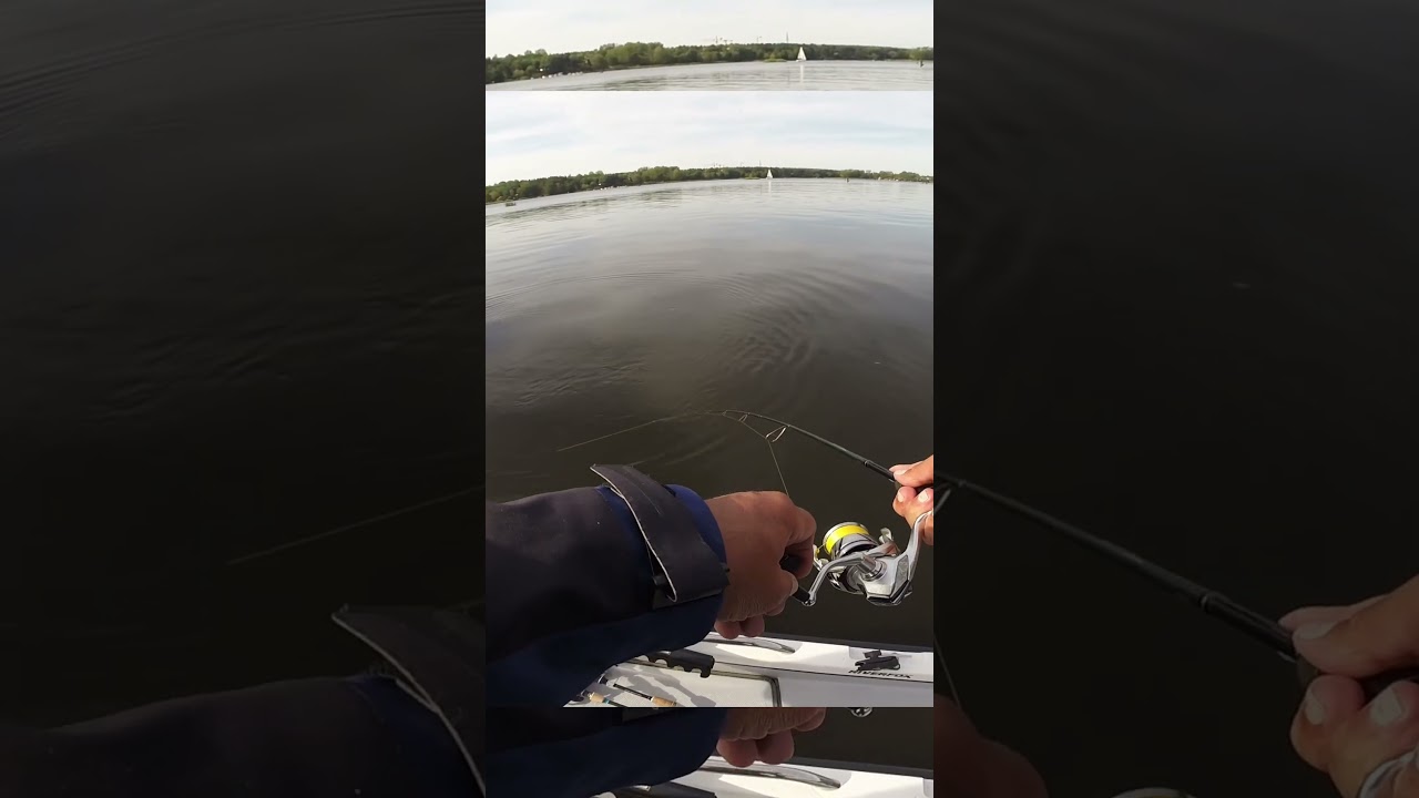 BOLEŃ NA GPX OKRĘGU MAZOWIECKIEGO #fishing  #wędkarstwo #boleń  #spinning