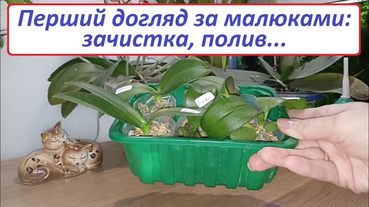 Розпакували, а що далі? #орхідеїпідлітки #доглядзаорхідеями