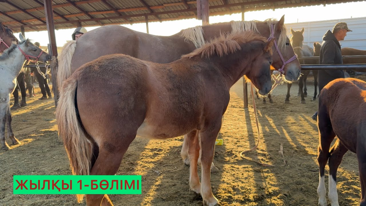 Жылқы 1-Бөлімі.