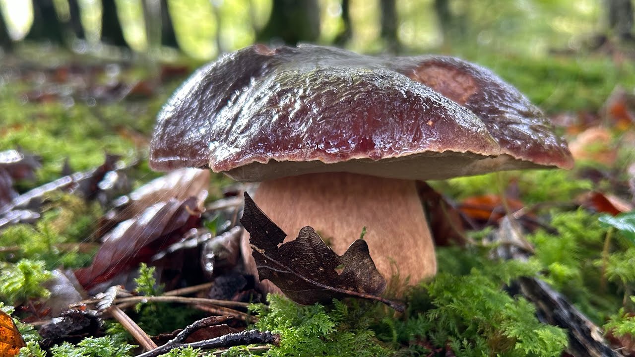Primeros Boletus pinophilus y edulis de octubre de 2025 a día 5 ( entre hayas )
