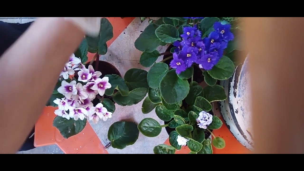 Fazendo enxerto de violeta