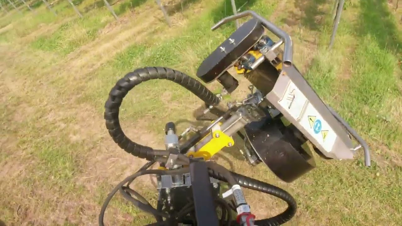Traubenzone Entlauben mit Holder F560 und Stockmayer Entlauber...      #AffentalerWinzer