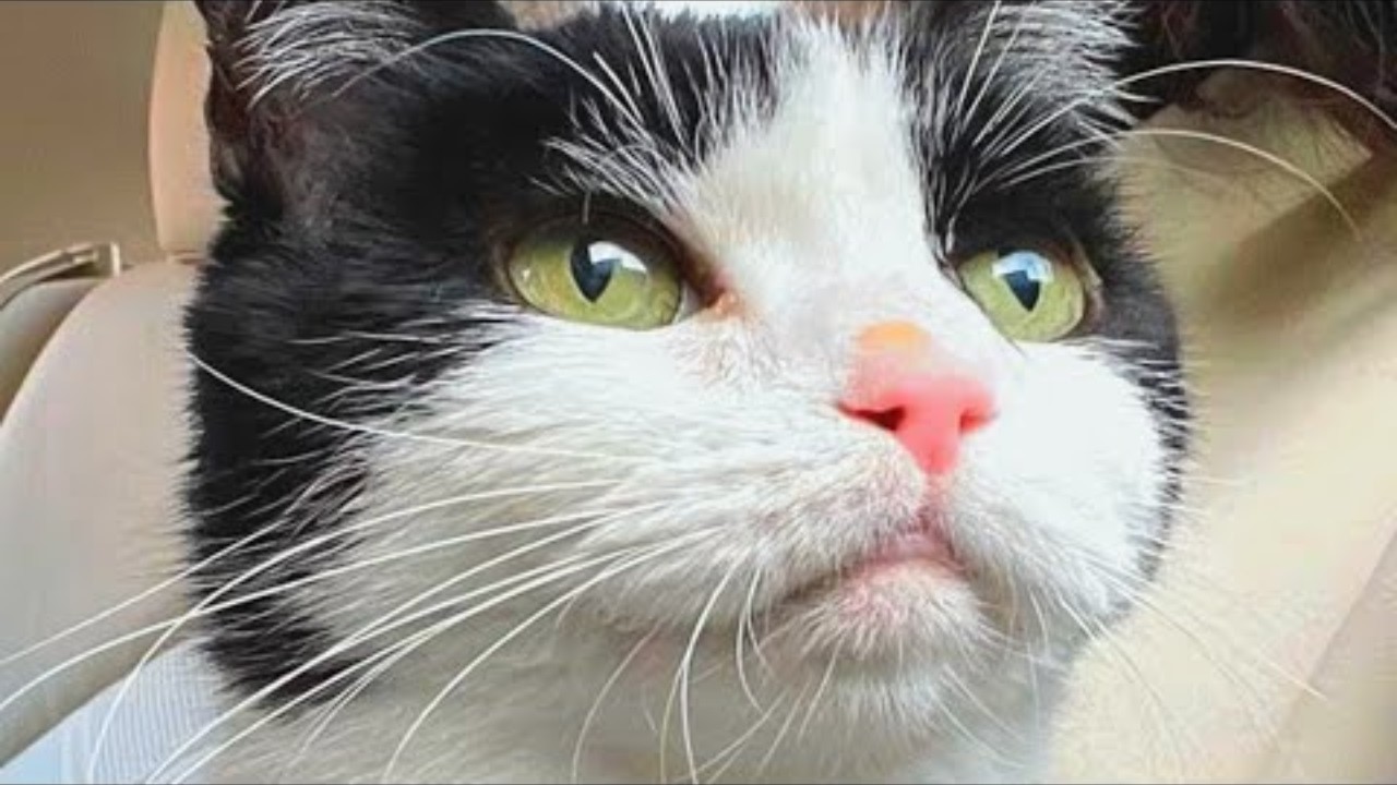 Woman brings home a toothless senior cat  And discovers he sounds like a pigeon