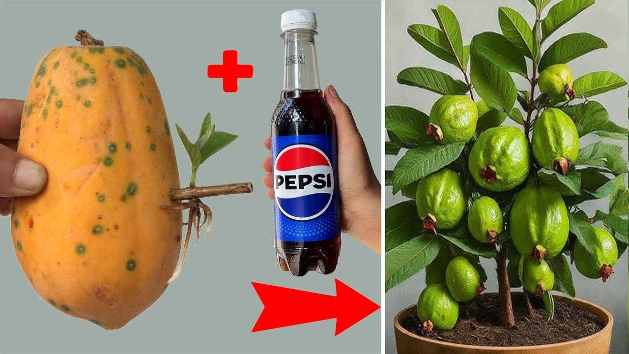 UNIQUE TECHNIQUE to propagate guava trees grown in small pots in the garden to produce many fruits
