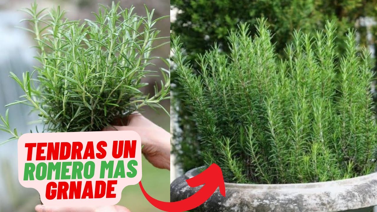 Secreto Para Cultivar Romero Hermoso En Casa #romero