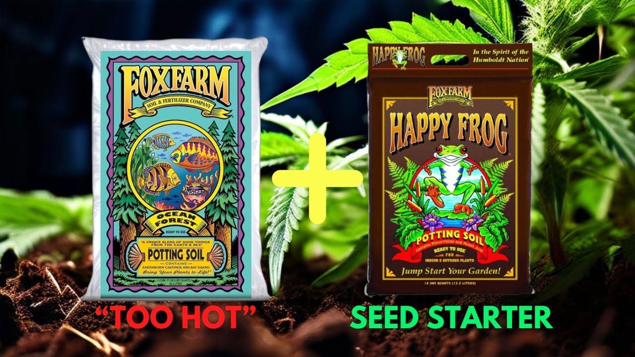 WHY I LIKE FOX FARM SOIL FOR GROWING AUTOFLOWERS | MY WATER ONLY MIX 💦