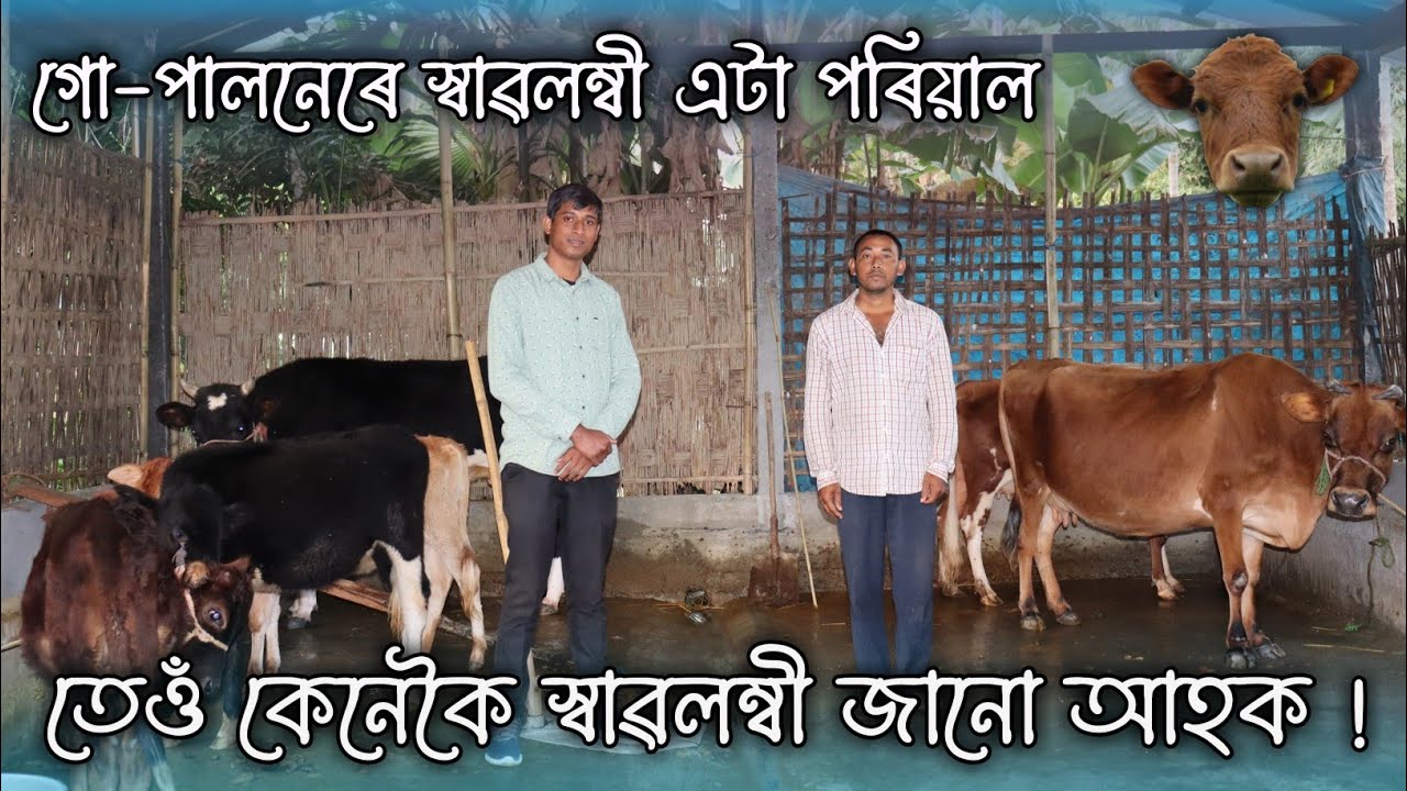 Dairy Farming in Assam || গো পালনেৰে স্বাবলম্বী || অসমৰ গৰু পাম || Cow Farm Assam || Hf Jersey Cow