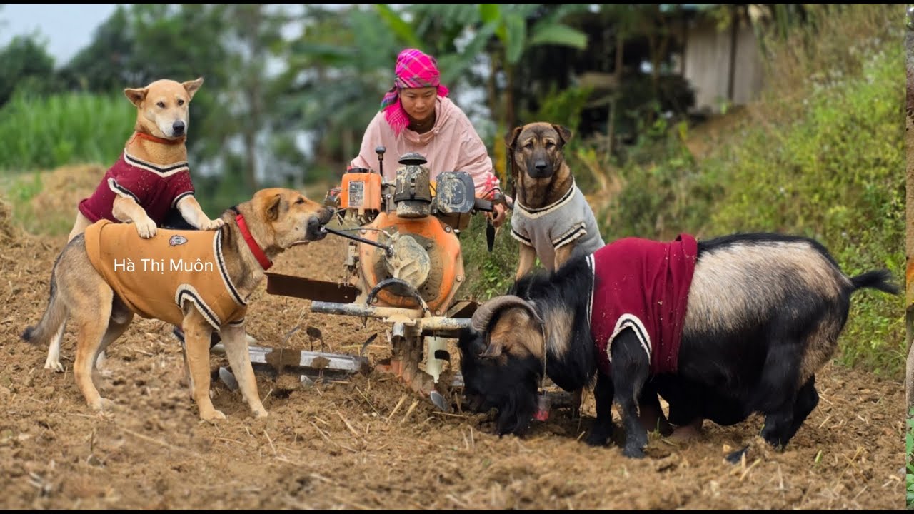 Farming and Gardening with My Dog andGoats - The Countryside Trio - ha thi muon