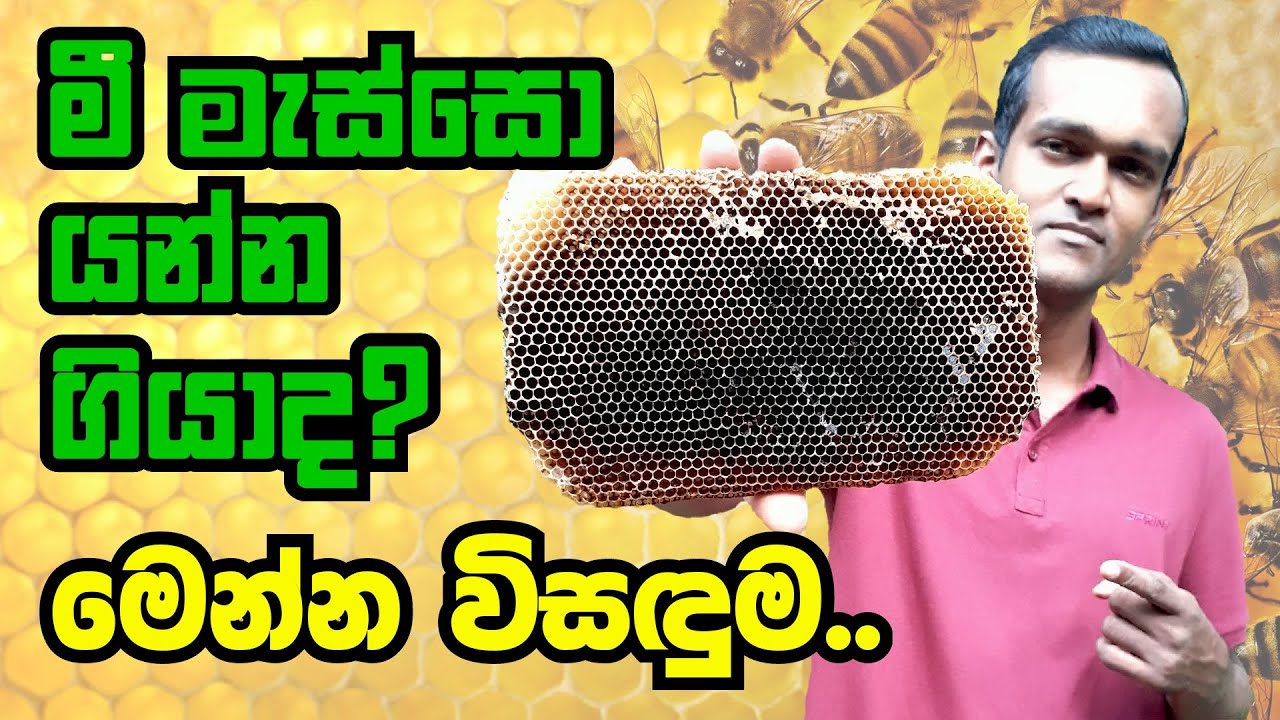 අහේනි කාලයේදී අමතර පැරණි හිස් වූ වද ඉවත් කරමු | Removing old empty combs in rainy season