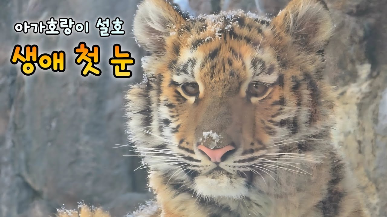 서울대공원 아기호랑이 설호가 만난 생애 첫 눈❄️25.12.05 Seoul Zoo Amurtiger Seolho Penza 