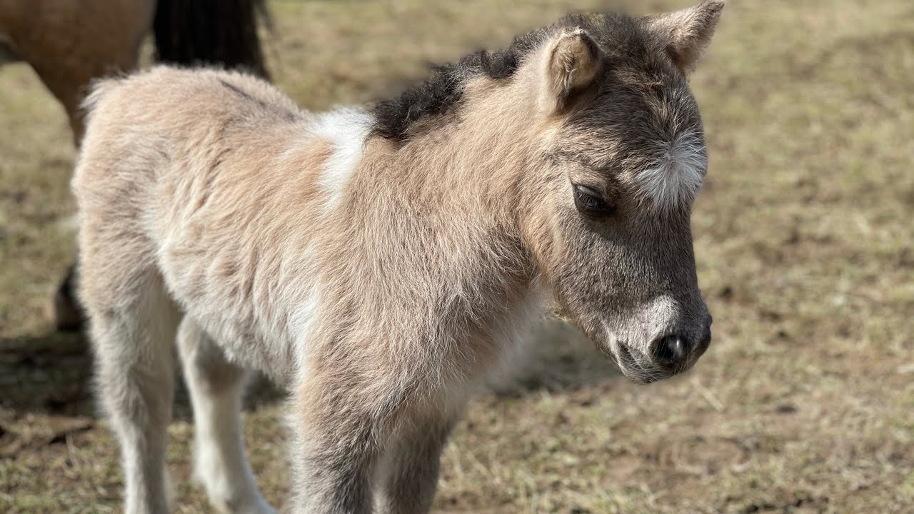 Die Fohlen das erste Mal zusammen auf der Wiese ☺️❤️