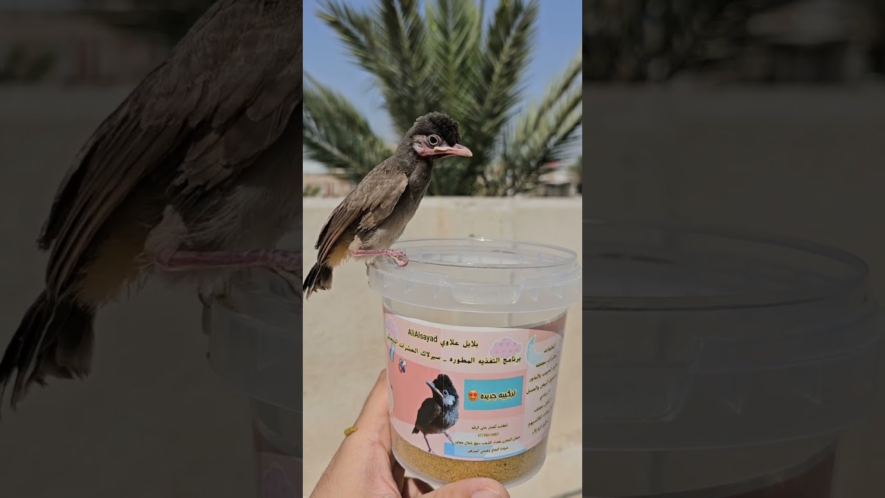 أقوى تجربة ل سيرلاك الحشرات الخاص من بلابل علاوي AliAlsayad