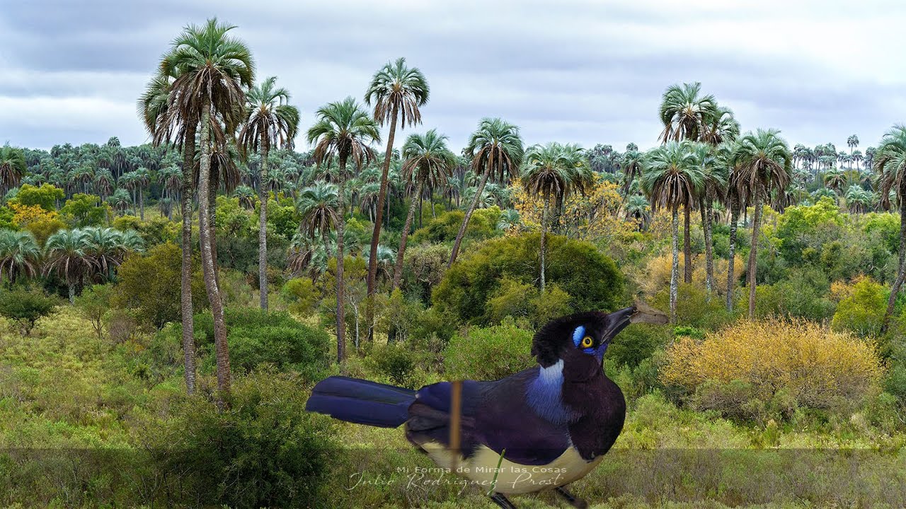 Parque Nacional El Palmar de Entre Ríos - Viaje por el Litoral Argentino 2022