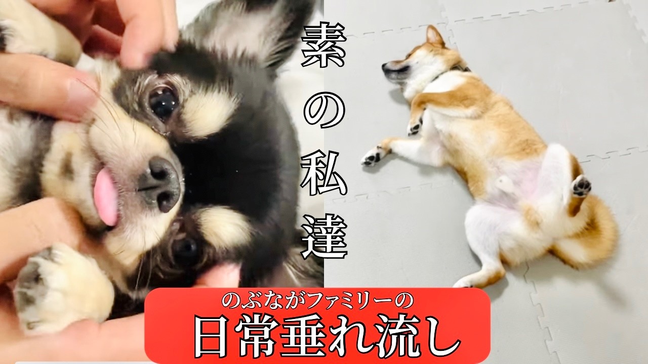 【リアルな日常】男2人と愛犬3匹とのくだらない日常