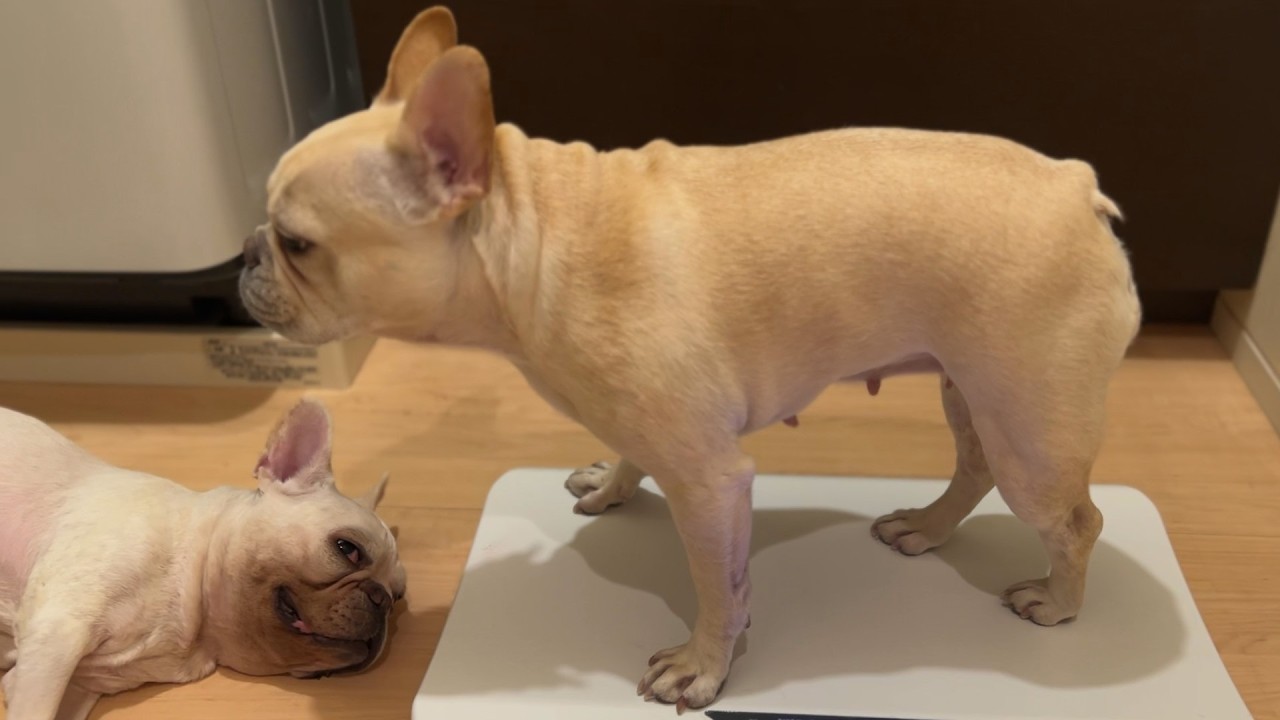 【歩けなくなったヘルニアばぁば犬】体重が落ちてきました😥 ばぁば9.615㎏ ママ11.785kg 長女11.5kg🐶フレンチブルドッグの家族🐶