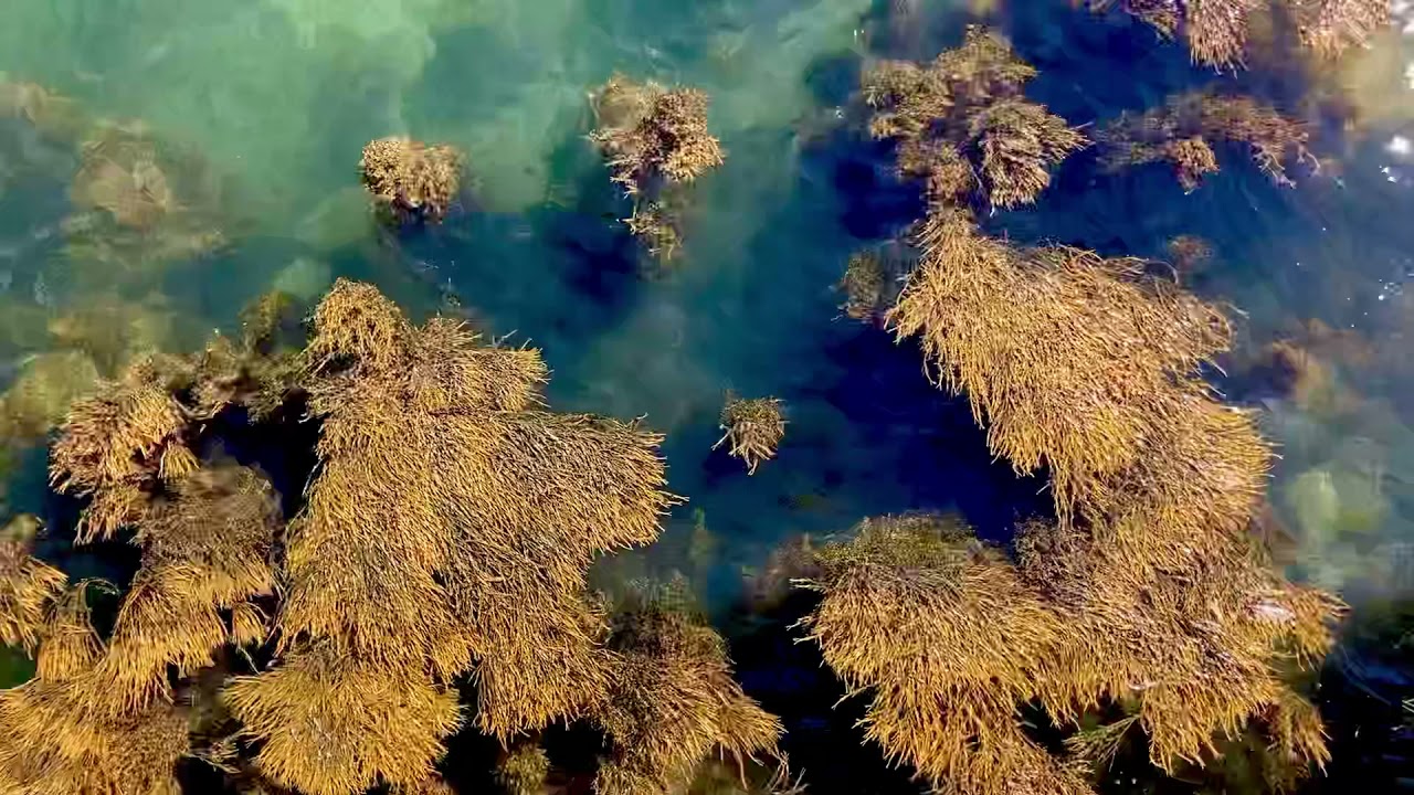 60 seconds | seaweed | realtime | RealAudio