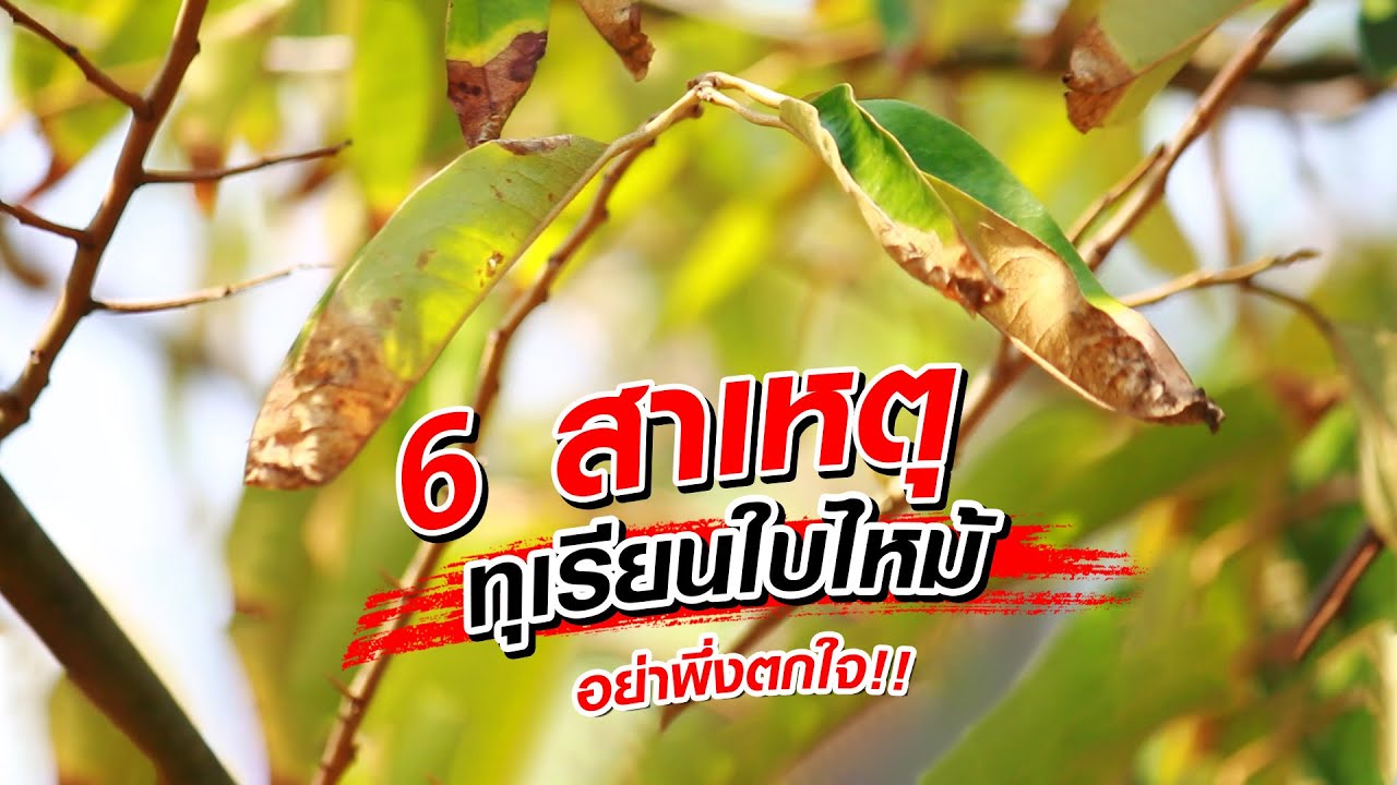 6 สาเหตุทุเรียนใบไหม้ | ทุเรียนซันเบิร์น