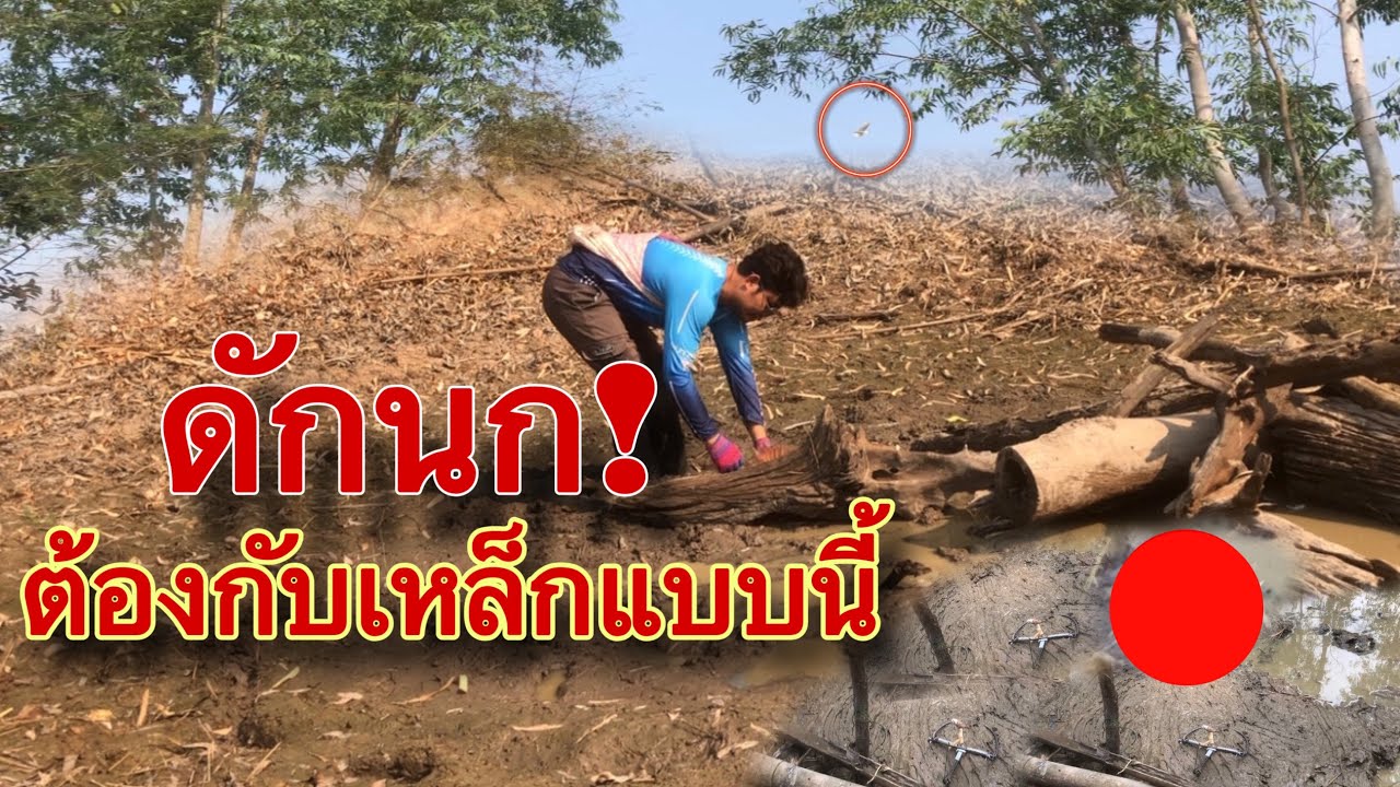 ลงใหม่‼️ดักนกด้วยกับโมเหยื่อปลา7️⃣หลัง เรียงหลังเลยรอยแบบนี้นับตัว💯% #ดักนก |นี่แหละครับชีวิต Ep.19