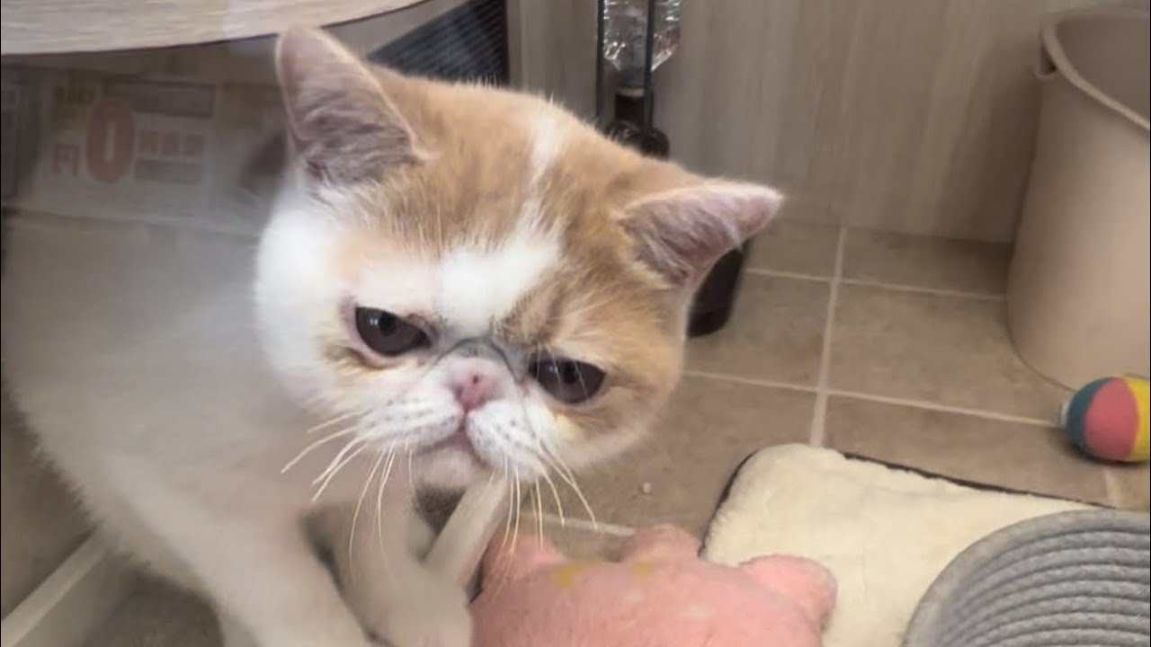 Barking Dogs & Grumpy Cats 🐶😼 | Pet Shop in Japan