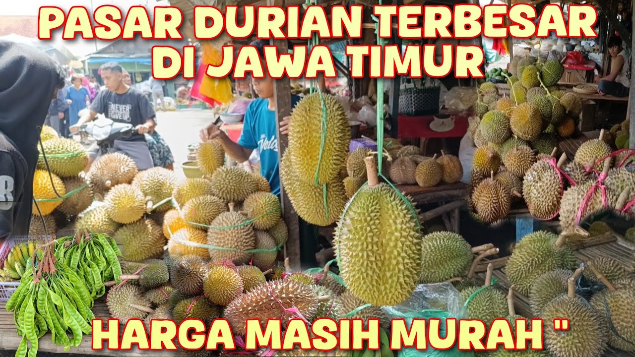 BANYAK DURIAN KASMIN HARGA NYA MASIH STANDAR DAN DURIAN LOKAL HARGANYA JATUH MURAH DI PASAR PASREPAN