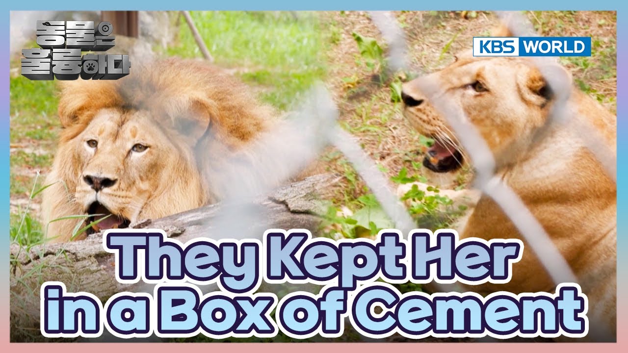 Rescuing a Lioness🙄 [Animals Are Incredible : EP.2-3] | KBS WORLD TV 241023