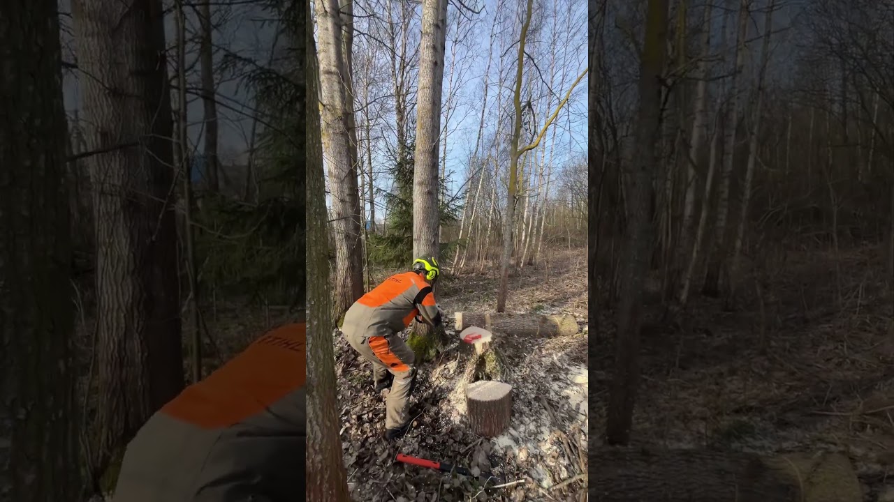 Валим целиком 25 метровую осину #arboristika #arboristlife #chainsawman #вальщик #stihl #husqvarna