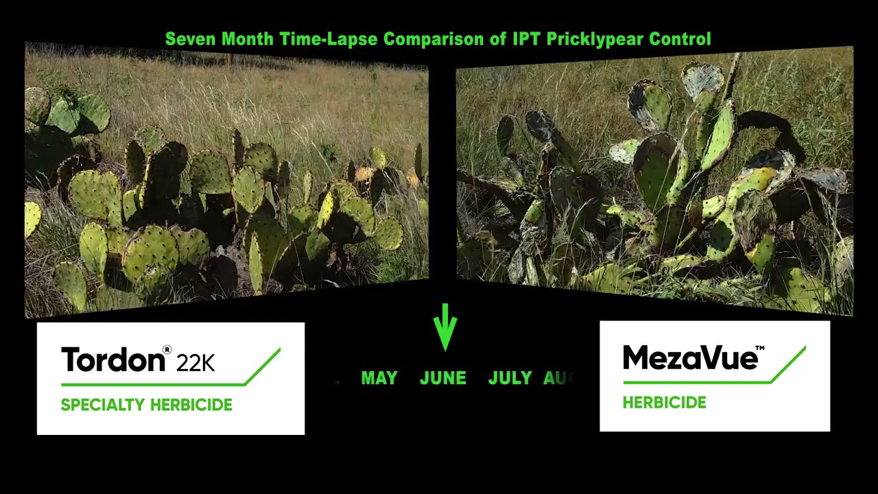 MezaVue&trade; Herbicide &mdash; The New Standard in Pricklypear Control