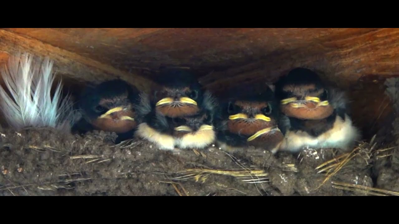 Stilling Service  Baby Swallows