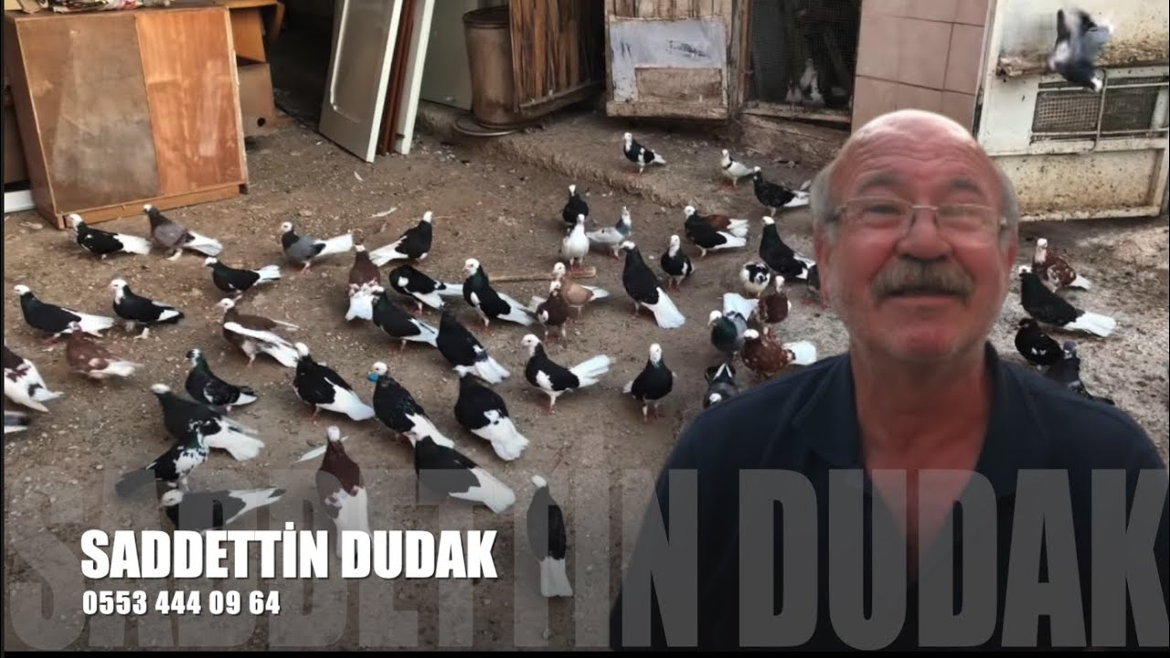 Dönek Güvercin Sohbeti Sadettin Dudak (Sado)
