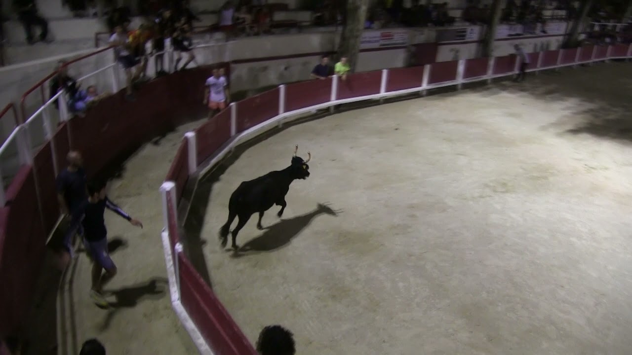 TORO PISCINE DE FONTVIEILLE AVEC LA MANADE GILLET DU 10 AOUT 2021 BEAUCOUP DE CADEAU EN DISTRIBUTION