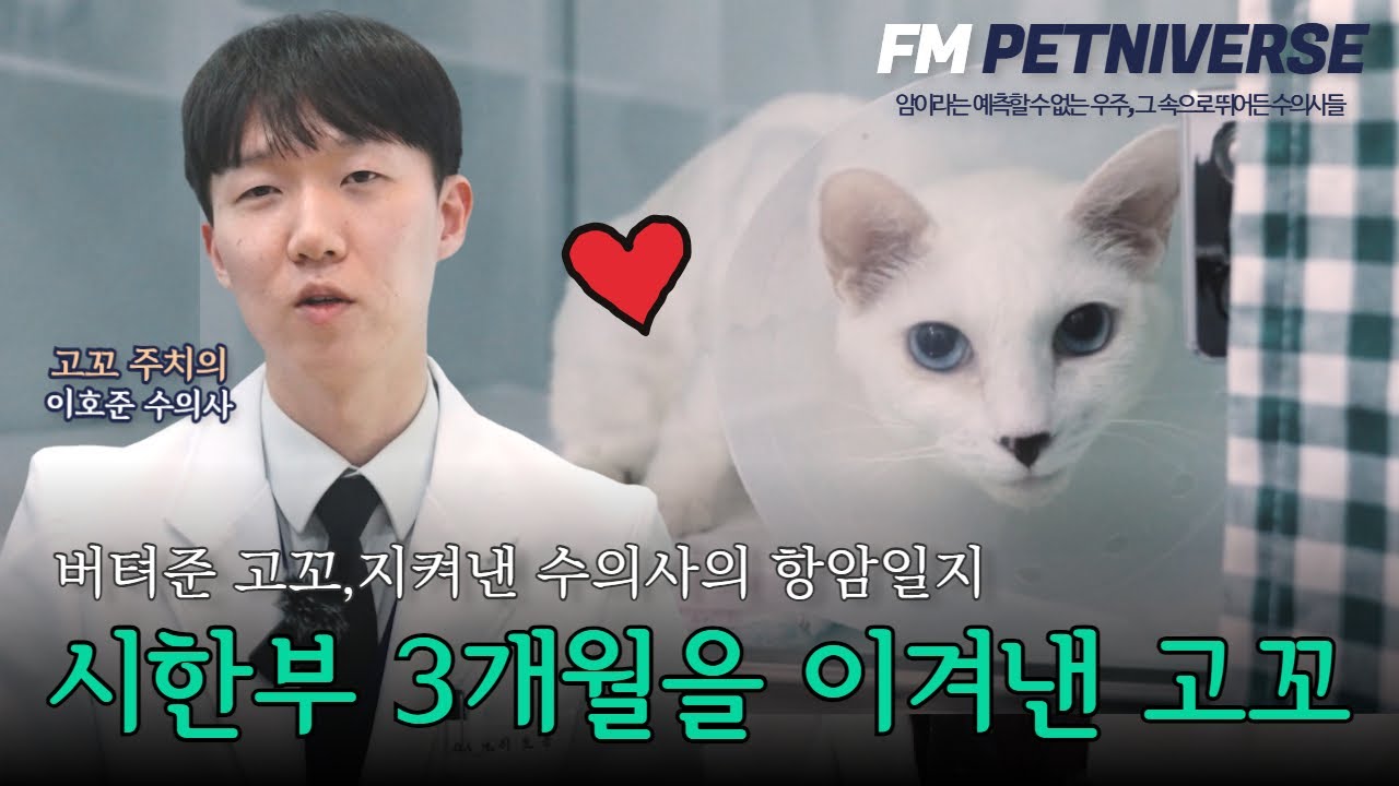 종격동 림프종, 3개월 시한부를 이겨낸 고양이 고꼬의 항암일지