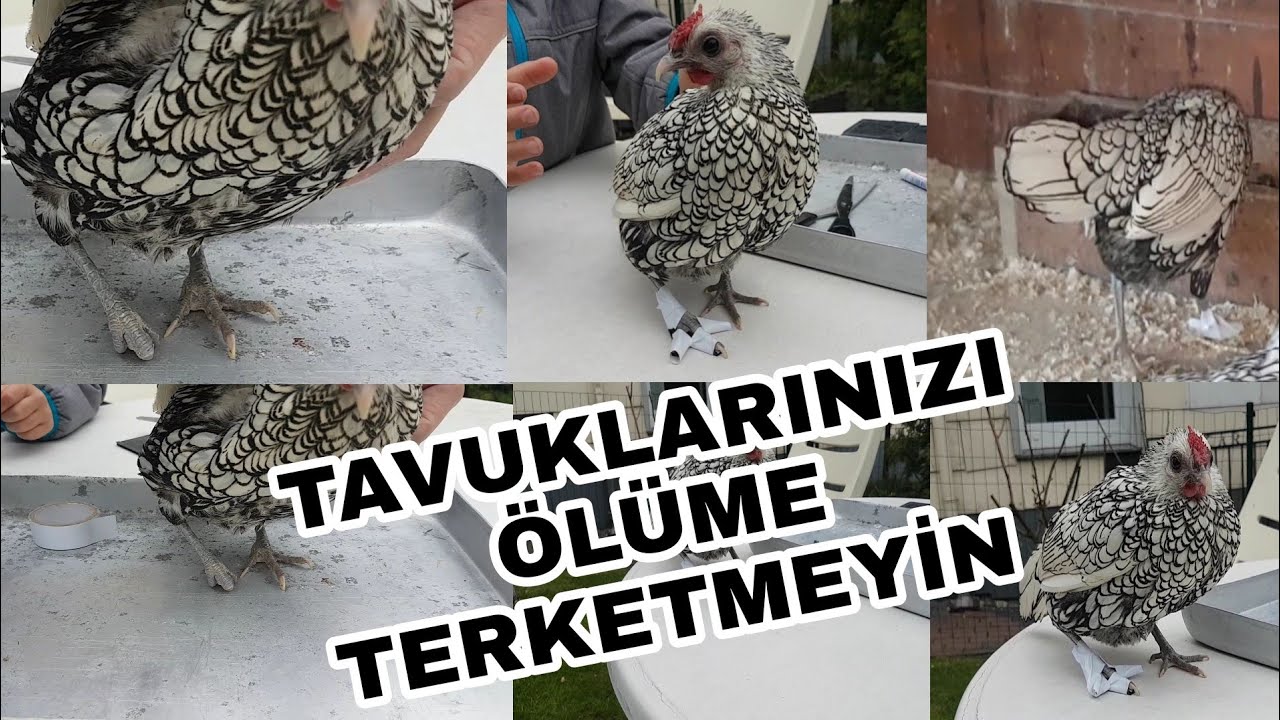 TAVUKLARDA AYAK TEDAVİSİ ! TAVUK YÜRÜYEMİYOR ! TAVUK TOPALLIYOR ! TAVUKLARINIZI ÖLÜME TERKETMEYİN !?