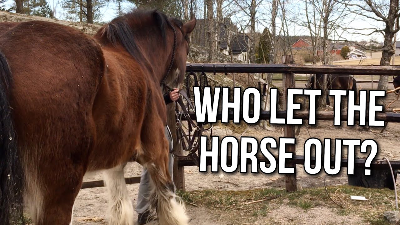 MY MORNING ROUTINE - Equestrian version
