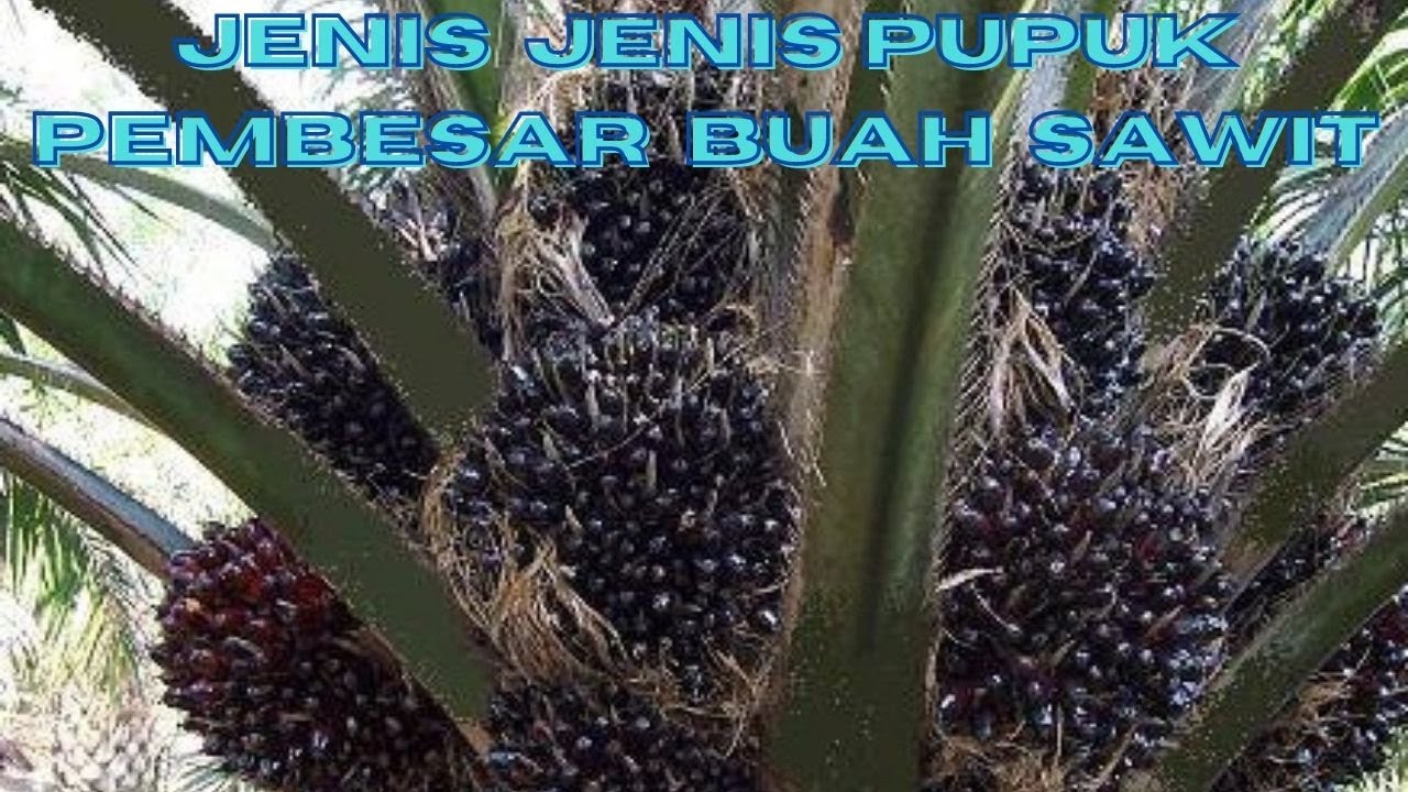JENIS JENIS PUPUK PEMBESAR BUAH SAWIT