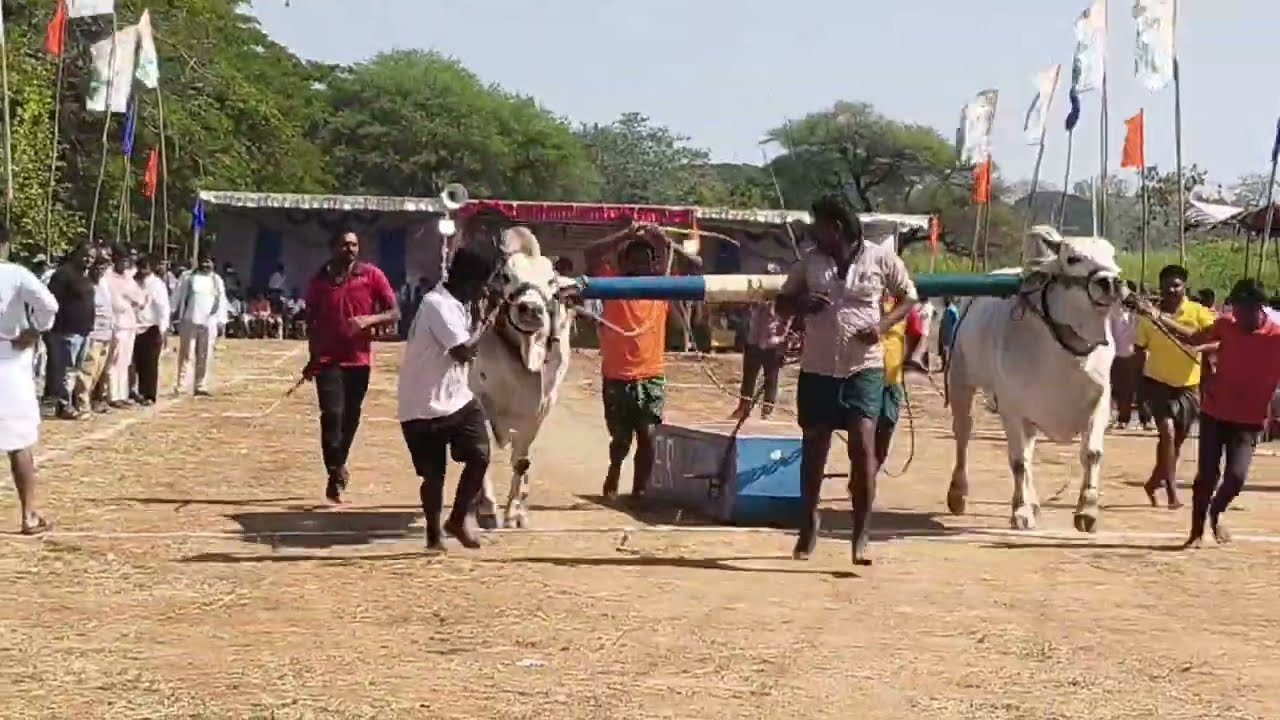 అఖండ ఎద్దుతో బండలాగుడు పోటీలు@PKR_wonders         #stone#bull#games#trending#viral#india#village