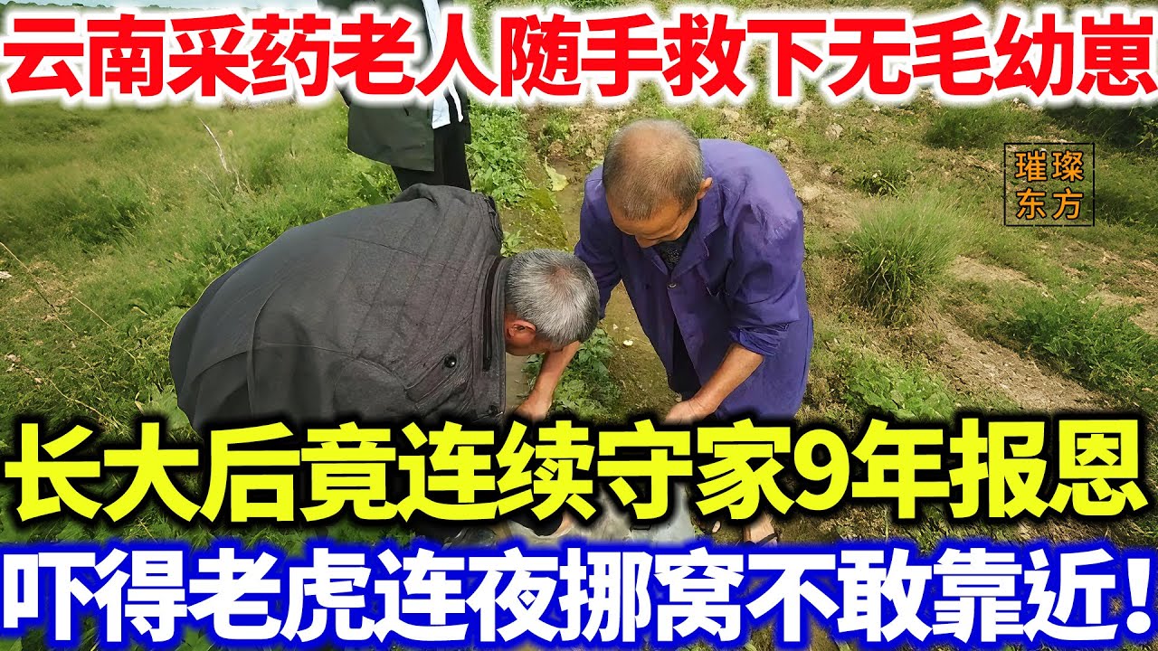 云南采药老人随手救下无毛幼崽，长大后竟连续守家9年报恩！吓得老虎连夜挪窝不敢靠近！#璀璨东方 #科普 #奇闻异事 #农民