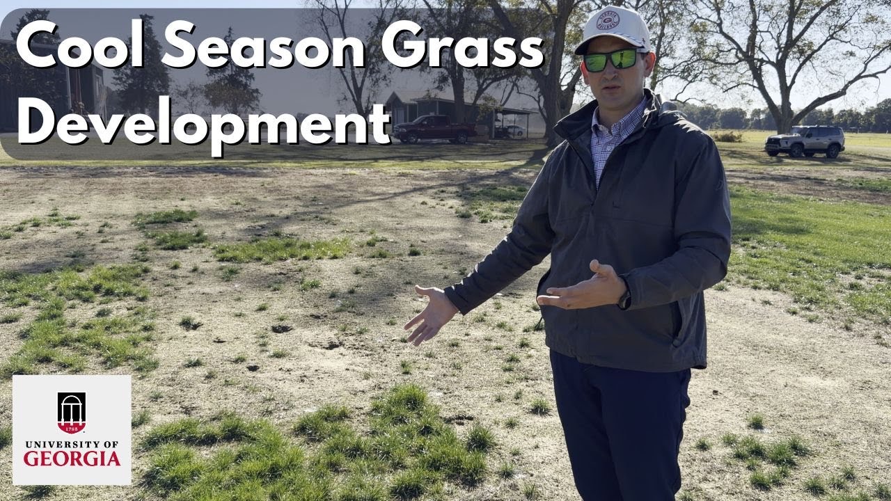 Cool Season Grass Development at UGA - #golfcourselawn