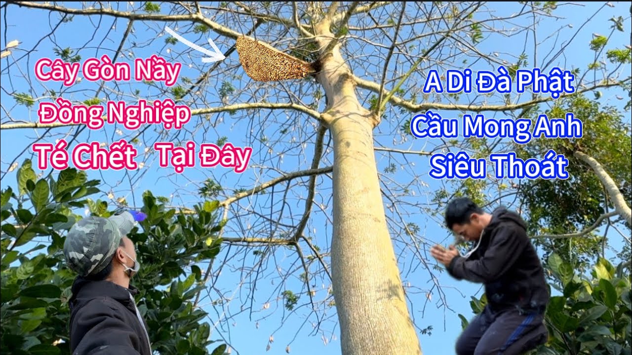 #1114. Đồng Nghiệp Bắt Ong TÉ CH.ẾT Tại Cây Gòn Nầy. Colleague Catches Dead Bees at Cay Gon