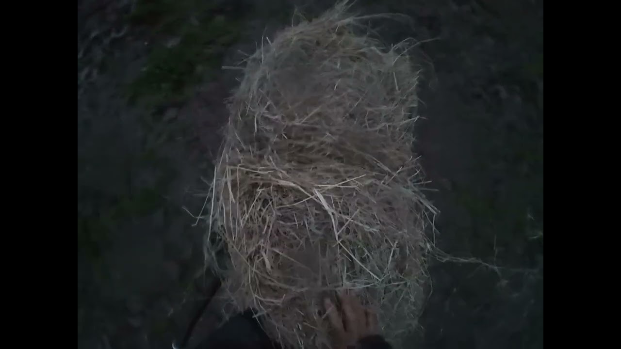 Feeding my horses hay during storm Kristin